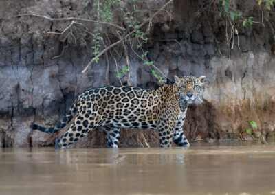 Pantanal08