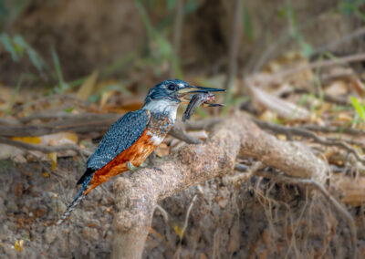 Pantanal09