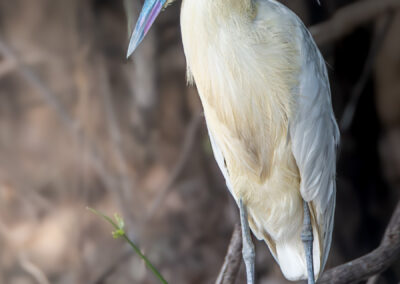 Pantanal13