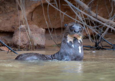 Pantanal34