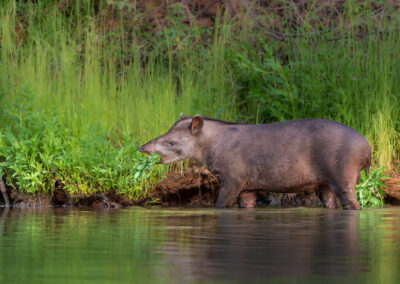 Pantanal39