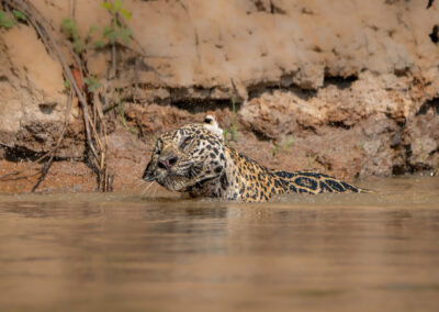 Pantanal46