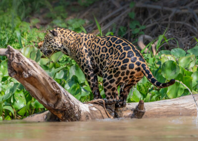 Pantanal49