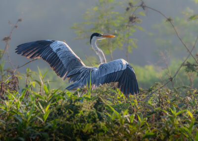 Pantanal56