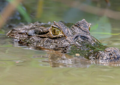 Pantanal91